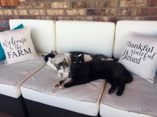 thumb_IMG_0323 (2)_1024